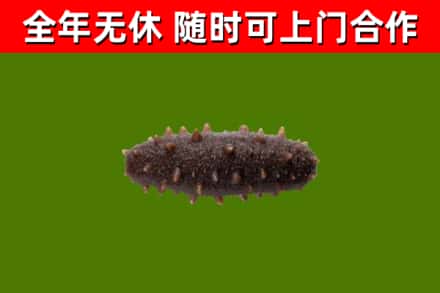 武昌区回收海参干